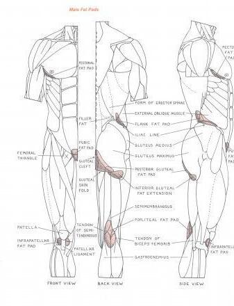 [设定画集] 艺用人体解剖绘画基础教材