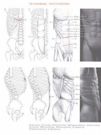 [设定画集] 艺用人体解剖绘画基础教材