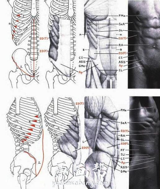 [设定画集] 人体肌肉骨络参考素材资源