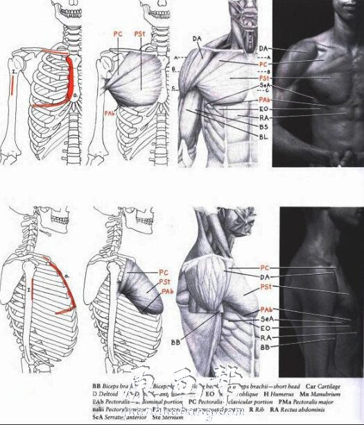 [设定画集] 人体肌肉骨络参考素材资源