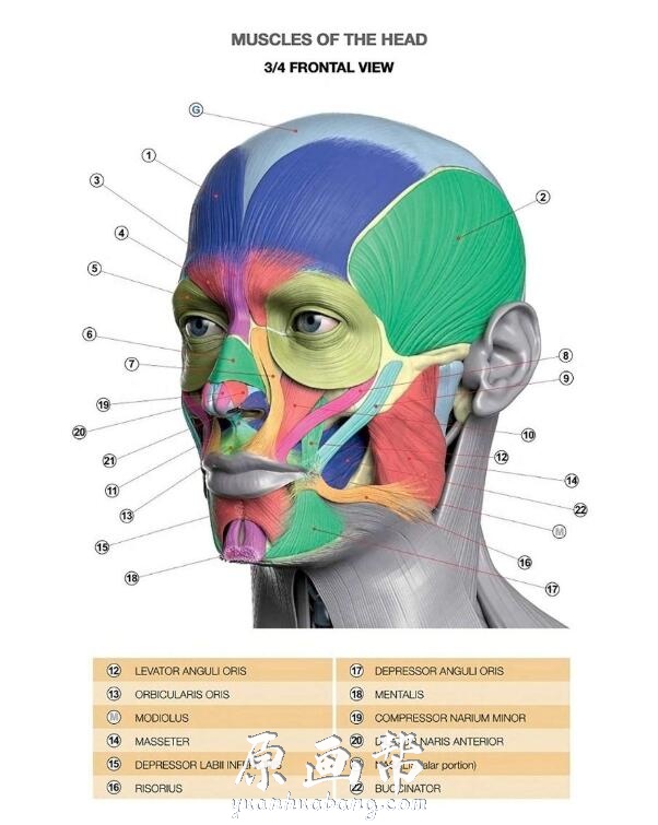 [设定画集] 全彩超高清【艺用表情结构】pdf 电子书 中文版+英文版 Anatomy of Facial Expression