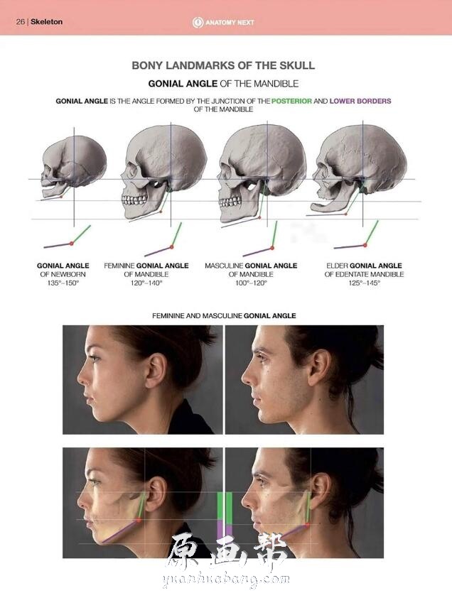  pdf Anatomy Of Facial Expression 