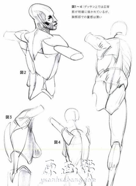 摩尔福人体素描系列-用体块与圆形的描绘表达方式