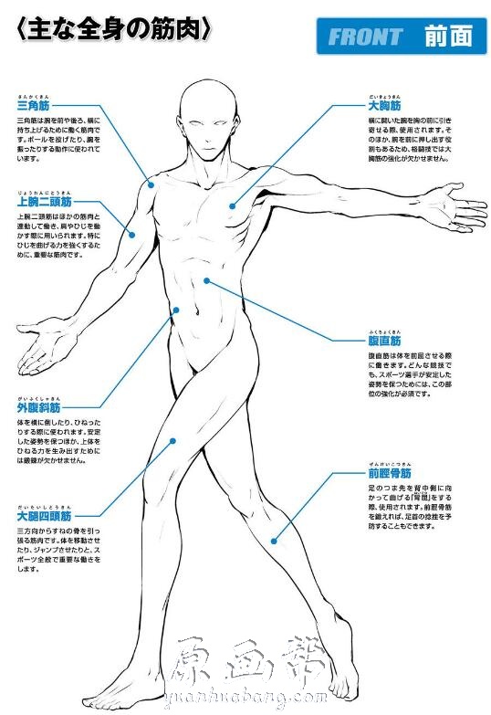 [书籍教程] 魅惑！描绘男人的肌肉教程[日本語]