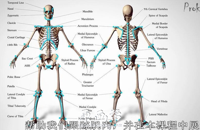 [美术基础] proko人体结构解剖高级教程 中文字幕