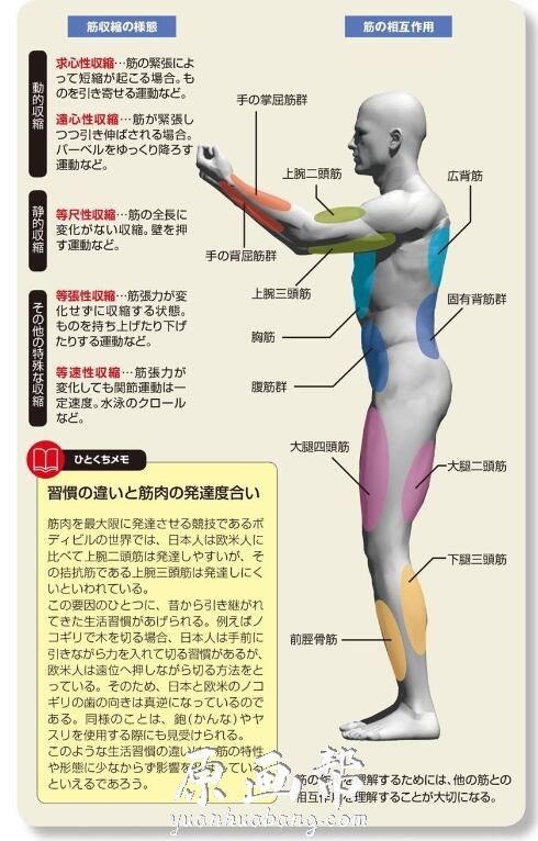 [书籍教程] 人体肌肉形体结构 艺用解剖绘画参考素材PDF+JPG