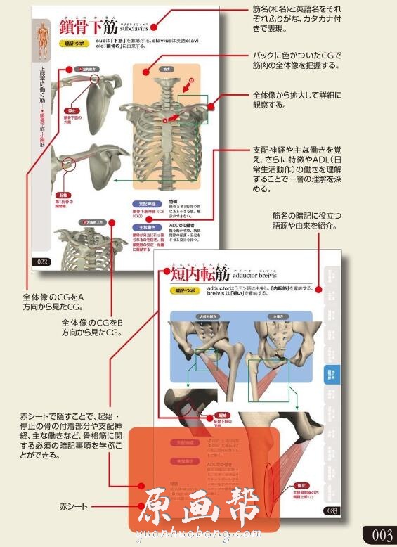 [书籍教程] 人体肌肉形体结构 艺用解剖绘画参考素材PDF+JPG